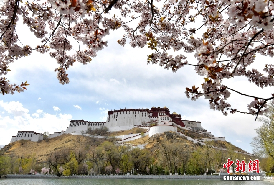 西藏拉萨：春花映布宫