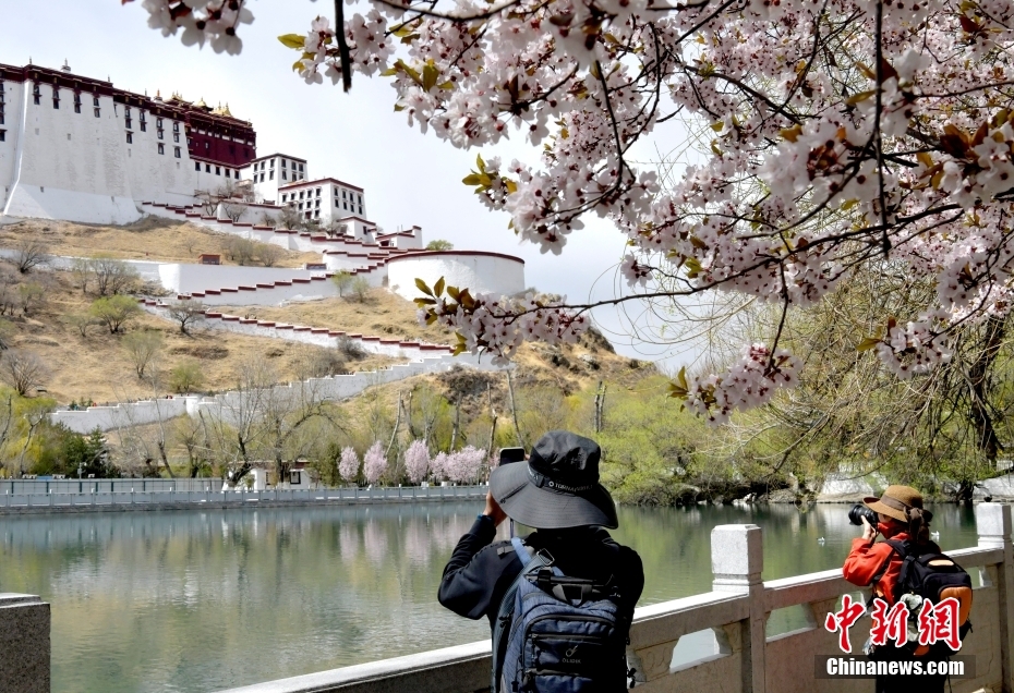 西藏拉萨：春花映布宫
